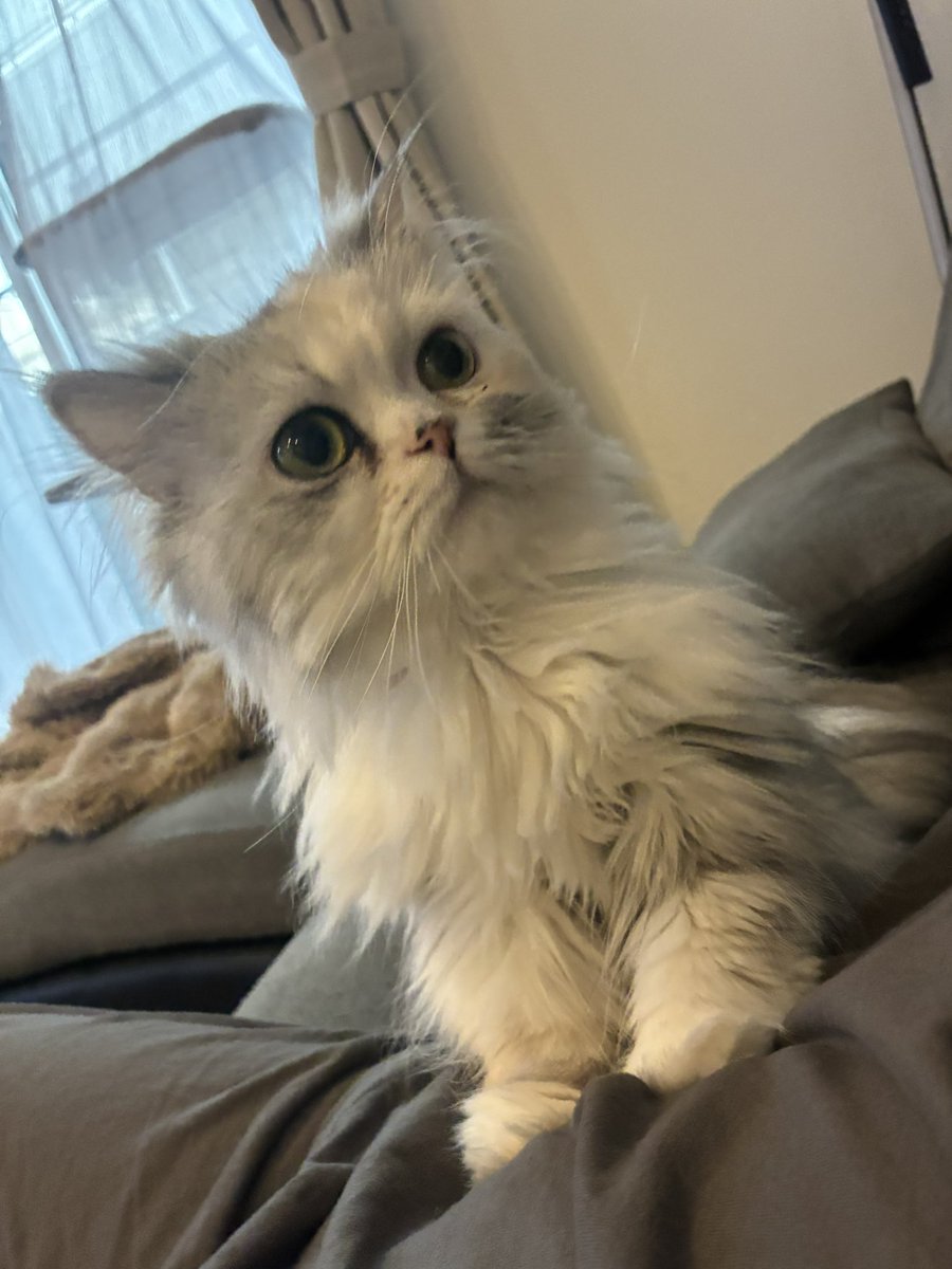 ルナちゃん🎀成長日記🫧 tweet media