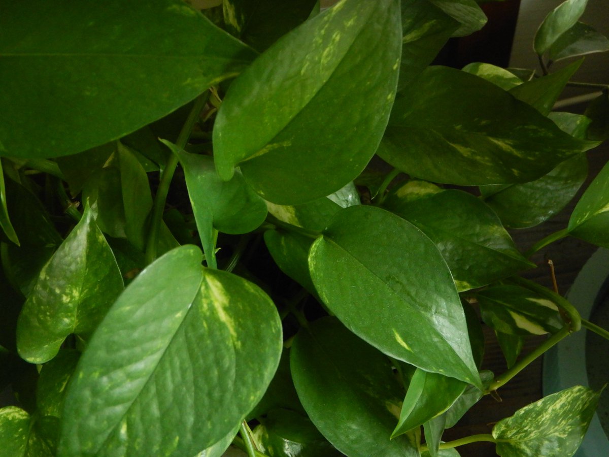 두마출 tweet media