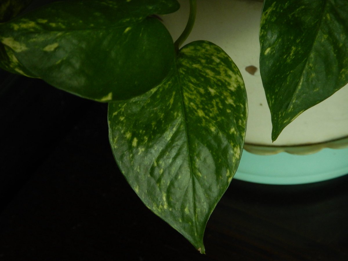 두마출 tweet media