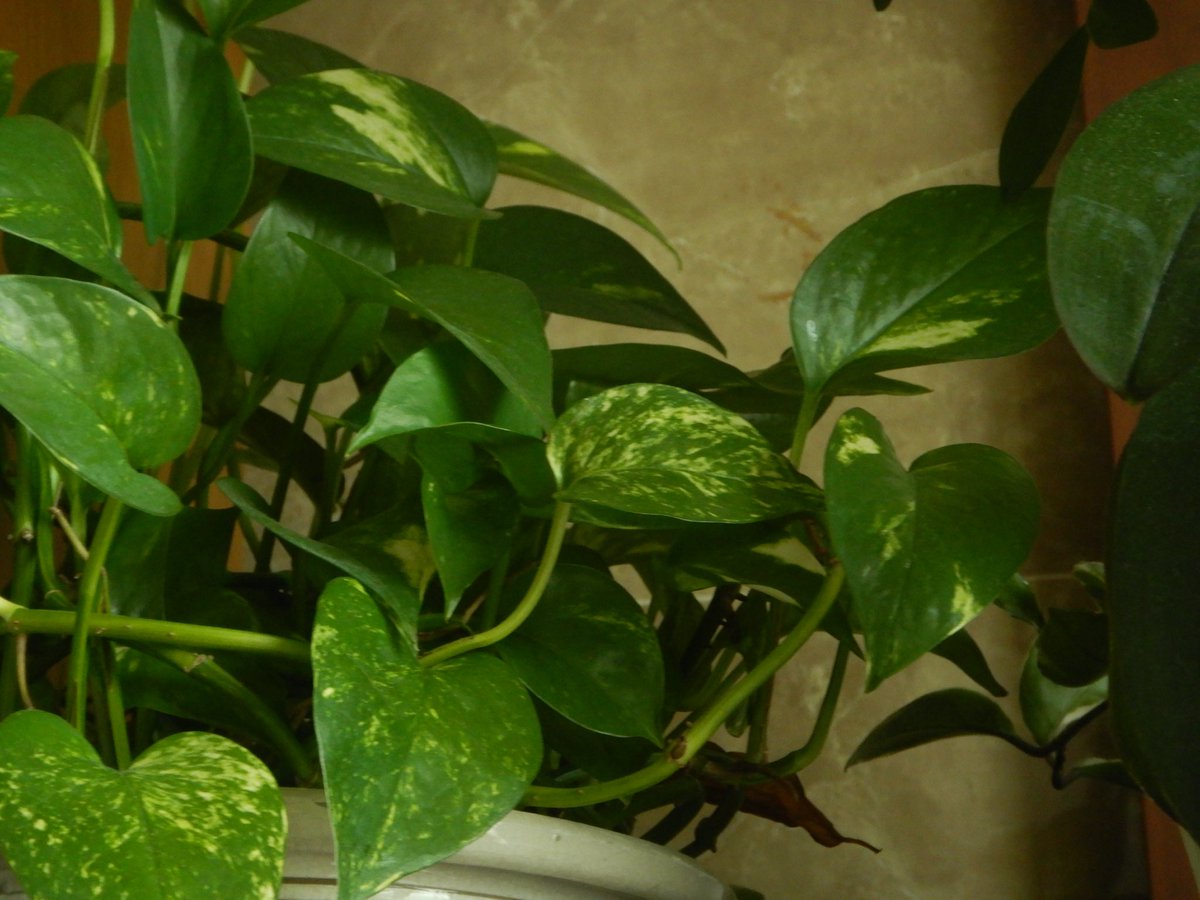 두마출 tweet media