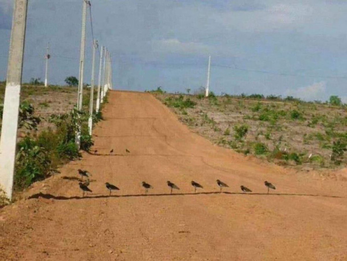 𝓐𝓨𝓑𝓐𝓛𝓐 tweet media