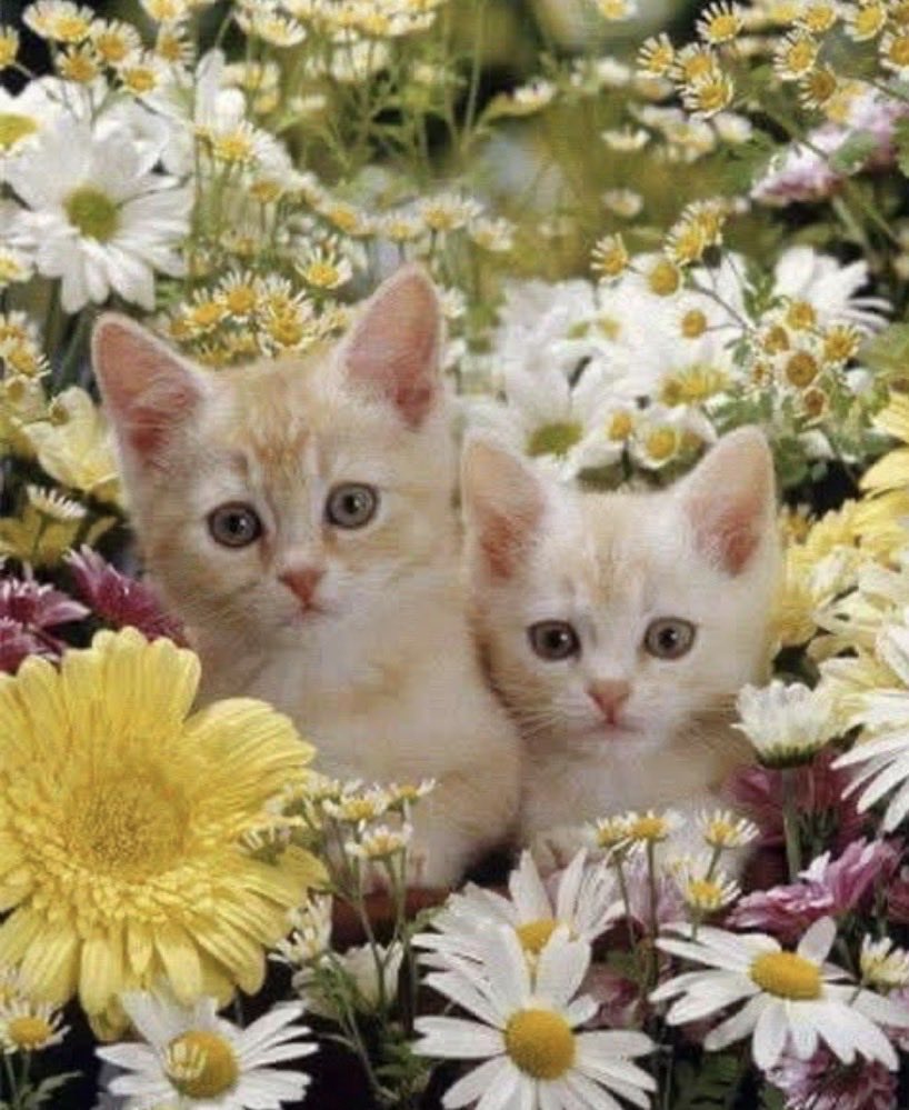 Günaydın mutlu güzel sabahlar hayırlı cumalar ☕️🌺🤗🤲🤲🤲