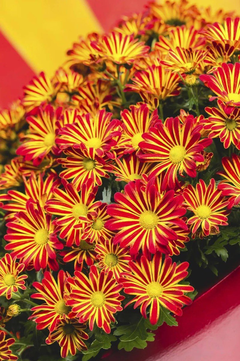 Naveen Naveen tweet media