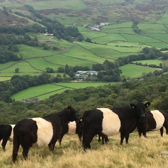 Sama Hoole tweet media