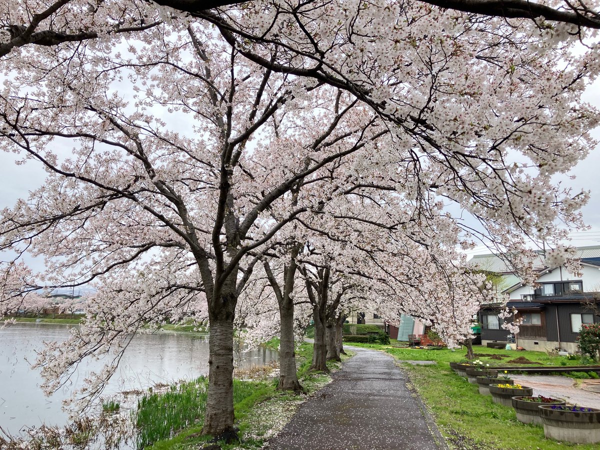 上越妙高タウン情報 tweet media