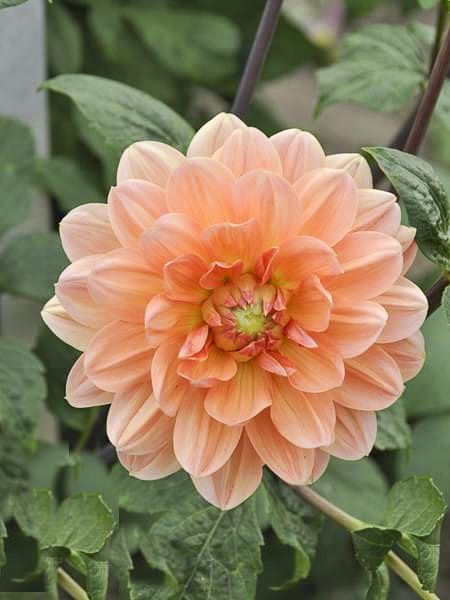 mzu2013's tweet image. Believe in the impossible for that’s where true change begins.

Happy Friday 😘🧡🌸🦋🍀

#FridayMotivation