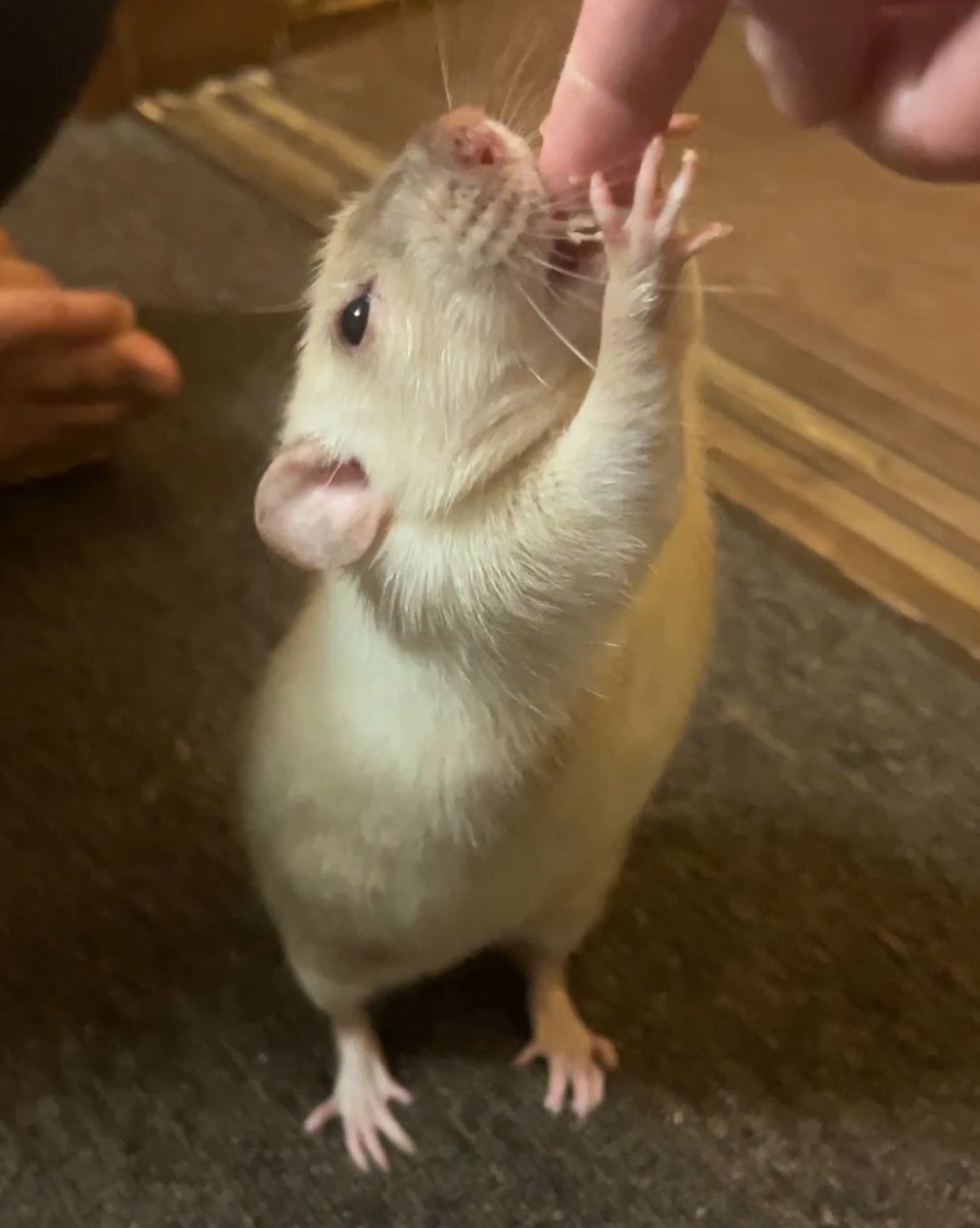 村上ラット🐀🐁 tweet media