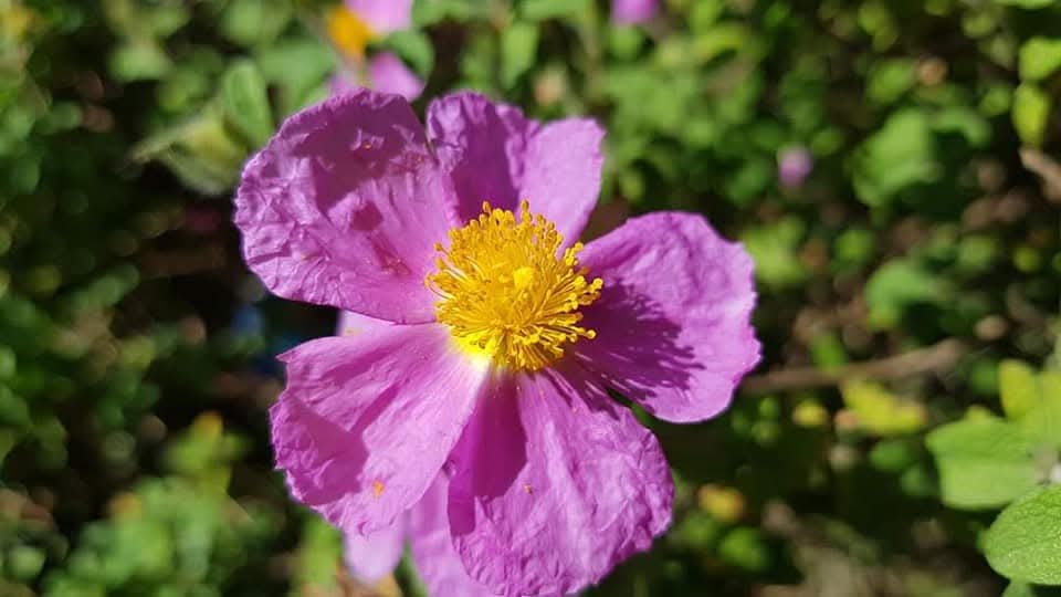 Prof.Dr. Aydın TÜFEKÇİOĞLU tweet media