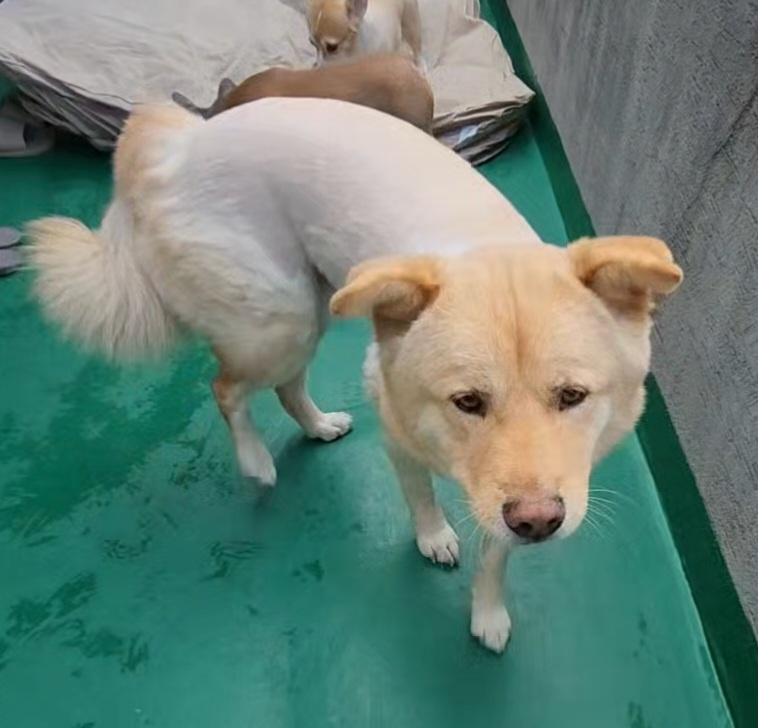 지해피독 봉사자 tweet media