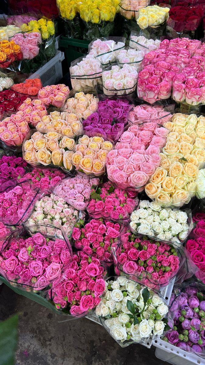 blossom library (@blossom_library) on Twitter photo 