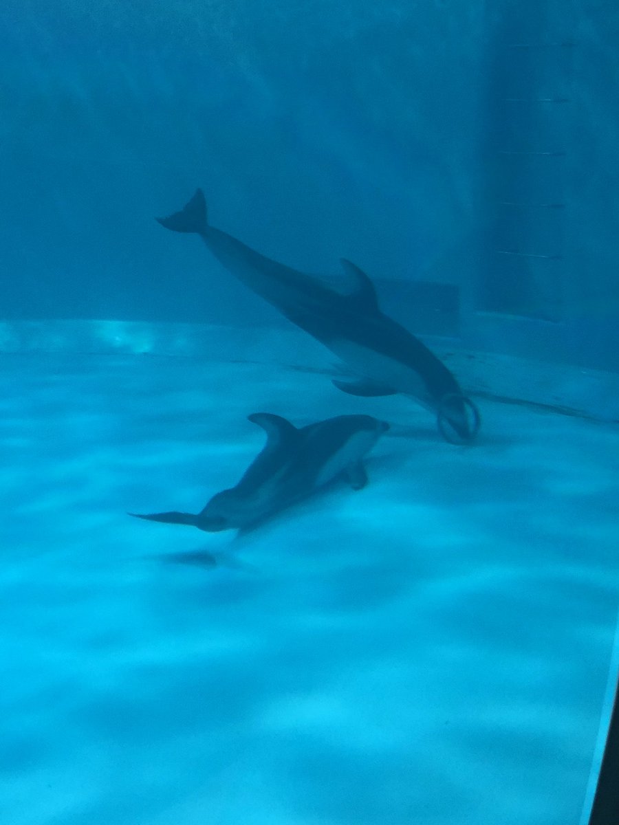 めペ‎【公式】 tweet media