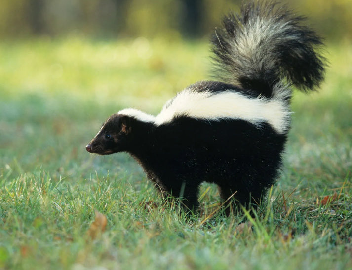 Not Veth Brenatto tweet media