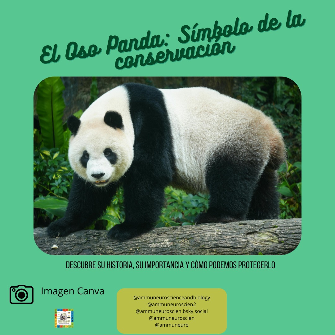 ammuneuroscien2's tweet image. Hoy os traigo un nuevo #animal en nuestra #secciónnaturaleza de color verde para descubrir el #OsoPanda