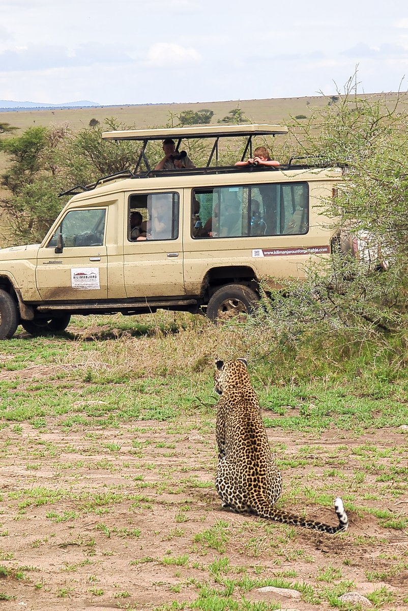 Kilimanjarounfo's tweet photo. We stopped, and everything went quiet.

A leopard just sat there, watching, not scared, not rushing. Just calm, like it owns the whole place https://t.co/BoDwmpb6Am