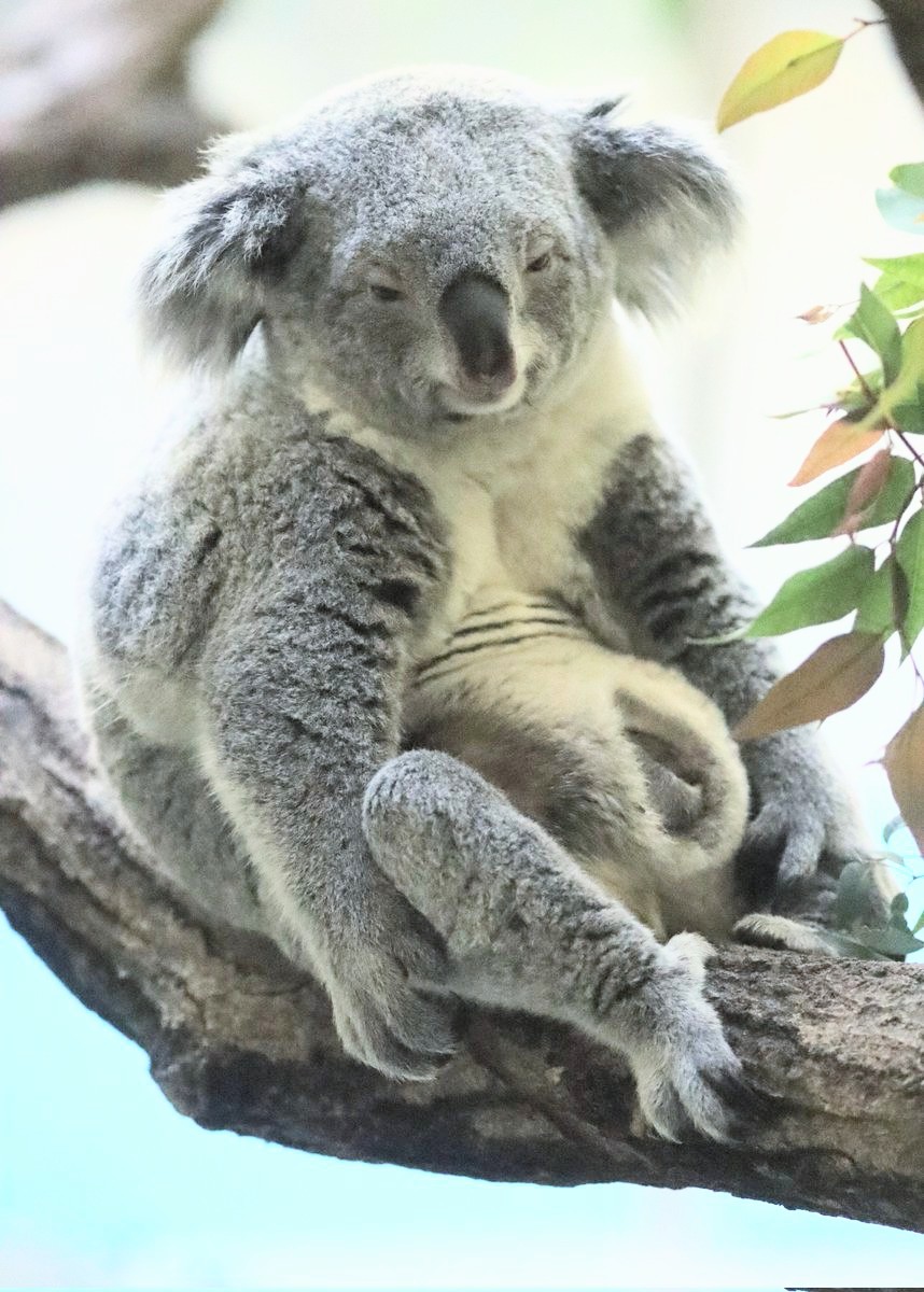 やまこじ tweet media