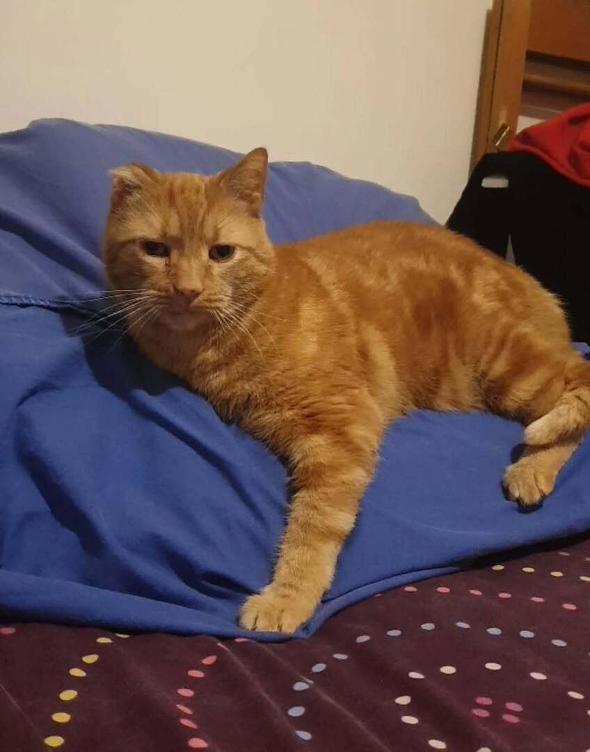 vigipets's tweet image. 🟠 🐱 Chat perdu le 08/04/2026 à Rennes (35000).
Race : Européen / Âge : 12 an(s)
Barney / Mâle / Identifié(e) : Oui

☎️ 0619210666
📧 francoise.machkouri@gmail.com

#chatperdu #chattrouve #chat #perdu #trouve