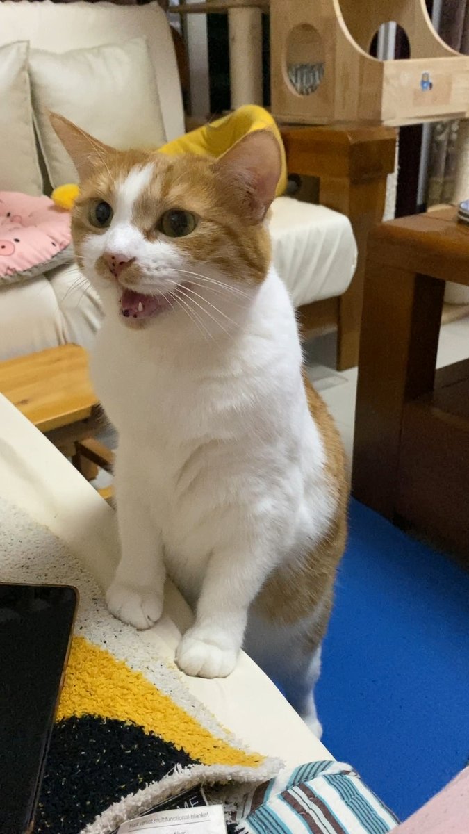 Alvin Peterson tweet media