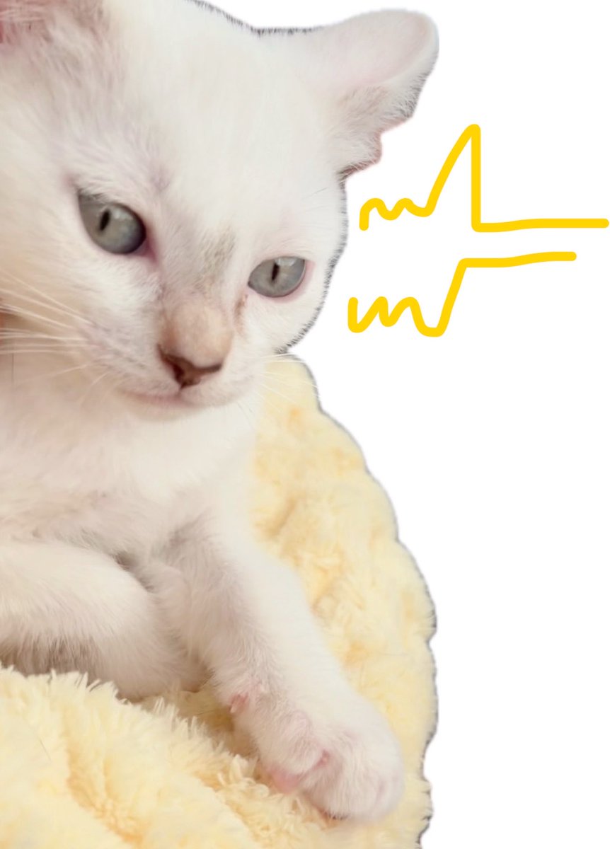 かわにゃ tweet media