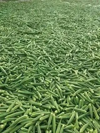 Amazing harvest 

Dear women, why does this crop matter in your life? 

Only Legend 😋😏