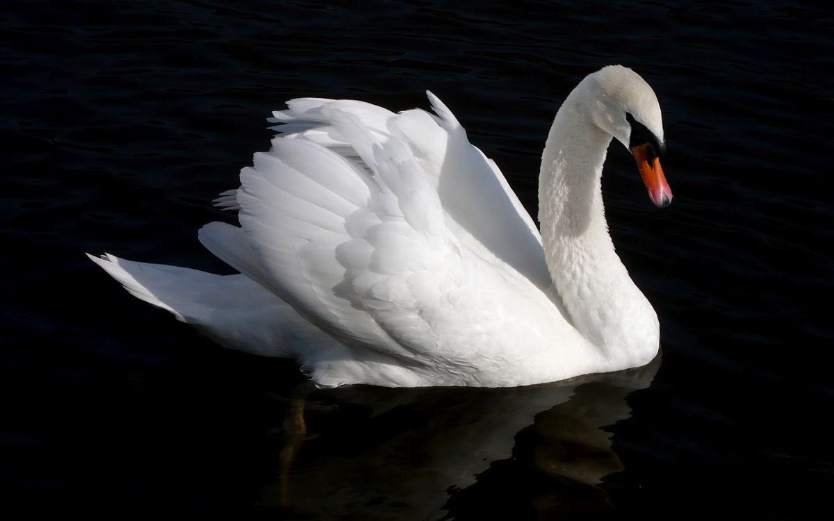 Vic 💗. IVANS BICEPS tweet media