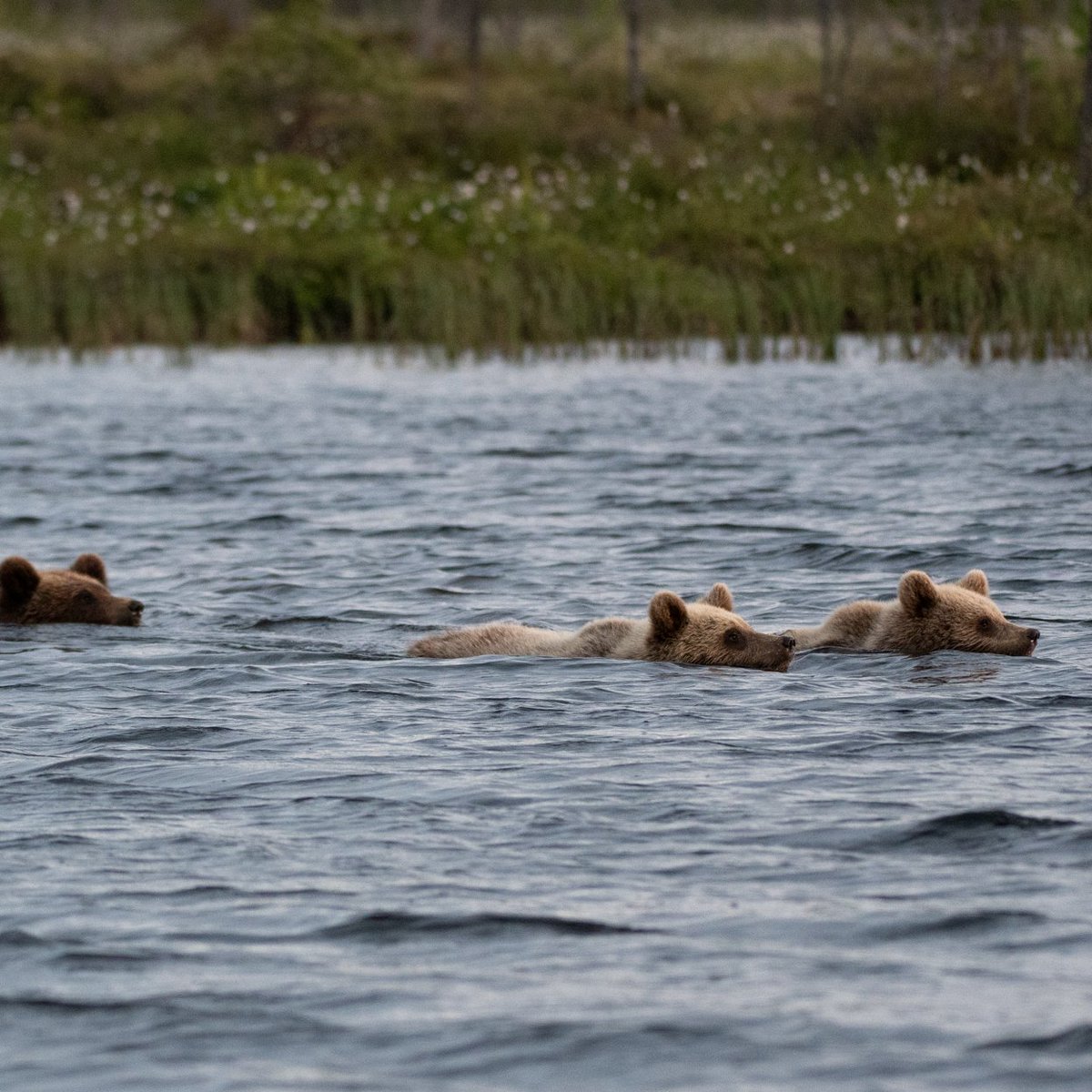 JJohannesM51's tweet image. 👋Have a happy Friday #weekend everyone 😊🐻🕊️🌹🌊☀️Hyvää perjantaita #viikonloppua kaikille 😊🐻🕊️🌹🌊☀️(Mother bear teaches cubs to swim) by Samuli Haapasalo