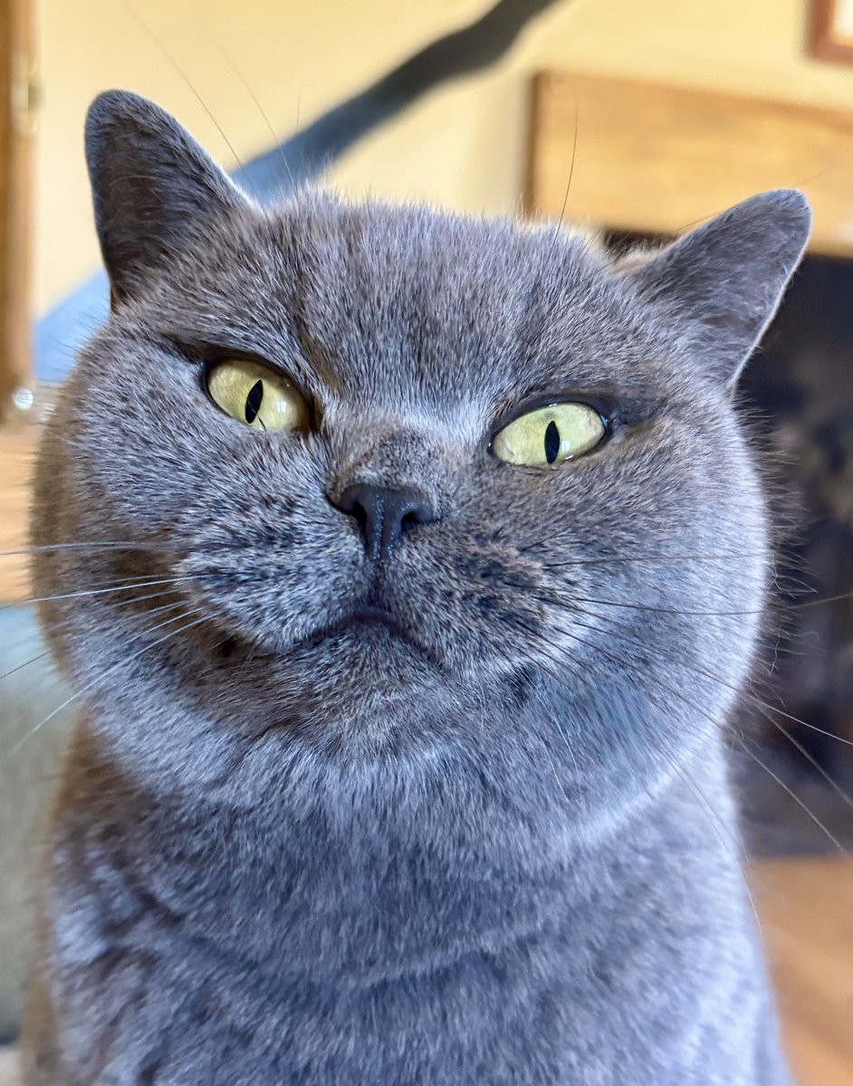 DottySeaCat's tweet image. A Cheshire Cat face! #FridayFeeling #cats #CatsofX 😺😺😺