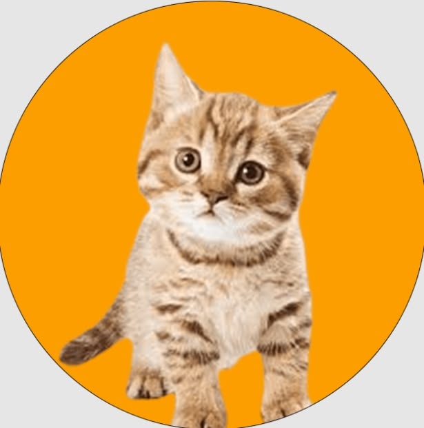 AliyanaDesouza's tweet image. Certified Cat Transport Service Safe Travel With Pet Taxi Abroad

Pet Taxi Abroad offers certified cat transport service with safe travel care and reliable delivery.

Visit us: pettaxiabroad.com/cat-transport-… 

#cattransport #CatTransportServices #cattravel #PetTaxiAbroad #cattaxi #cat