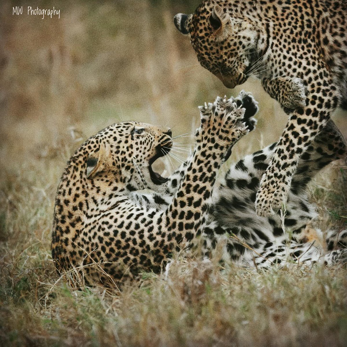 Jock Safari Lodge tweet media