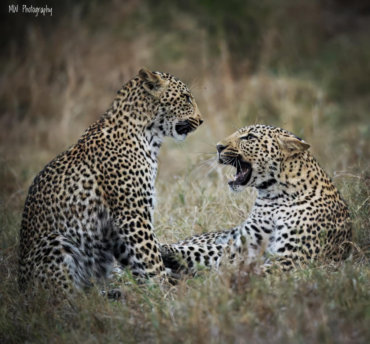 Jock Safari Lodge tweet media