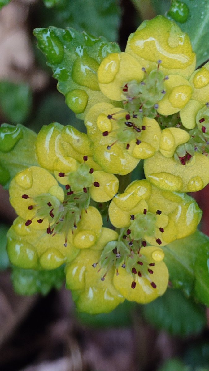 ソロキャン仙人🏕️ソロ仙 tweet media