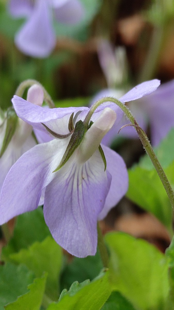 ソロキャン仙人🏕️ソロ仙 tweet media