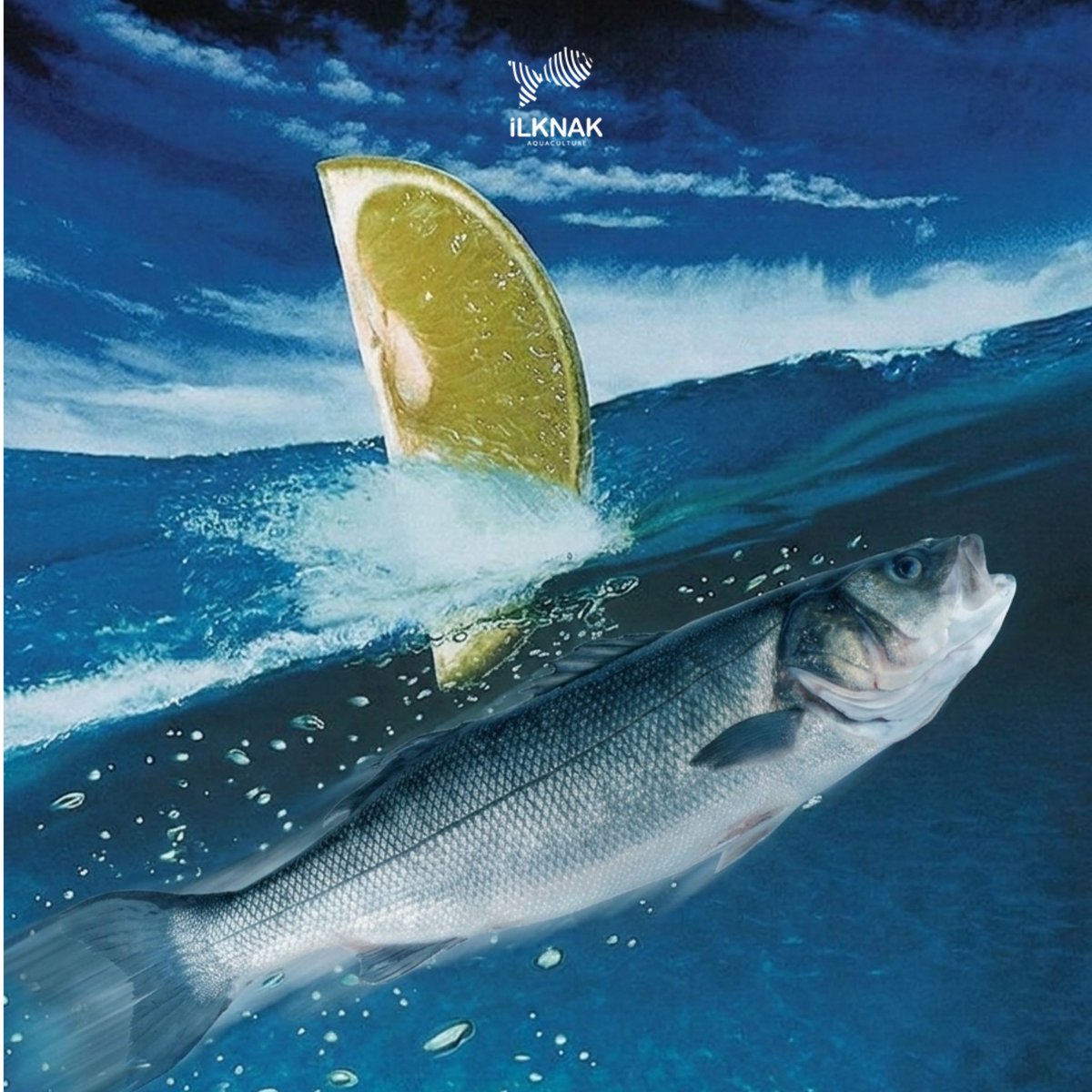 ilknakac's tweet photo. Think as big as your dreams: Dream Big!
 
Hayalleriniz kadar büyük düşünün: Dream Big!

#ilknakaquaculture #aquaculture #fishfarming #fishwelfare #seabassfishing https://t.co/5Ti2GdeYU1