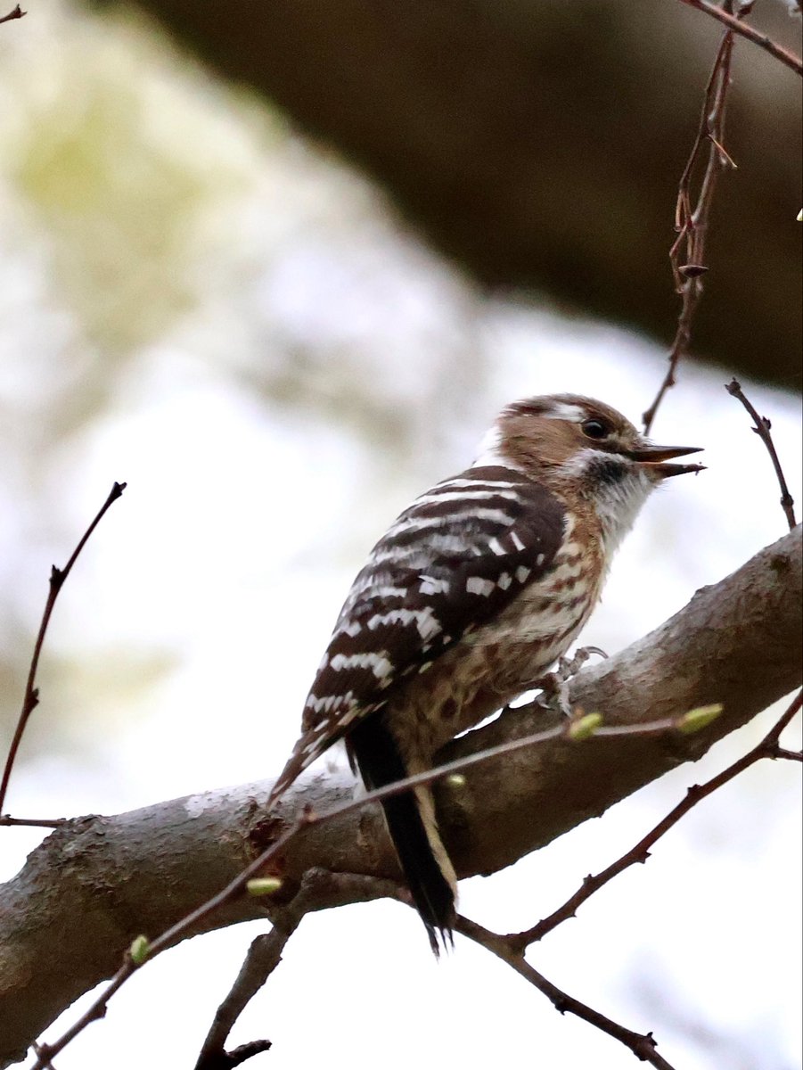 🎐🌻ゆーひん🌻🎐 tweet media