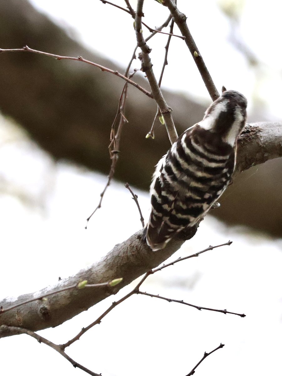 🎐🌻ゆーひん🌻🎐 tweet media