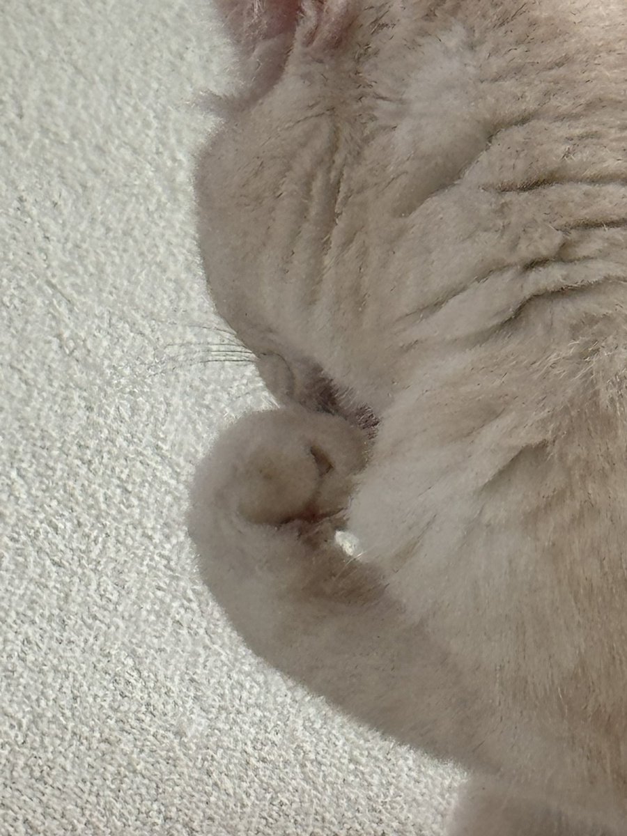 발등? 을 그루밍하는 고양이