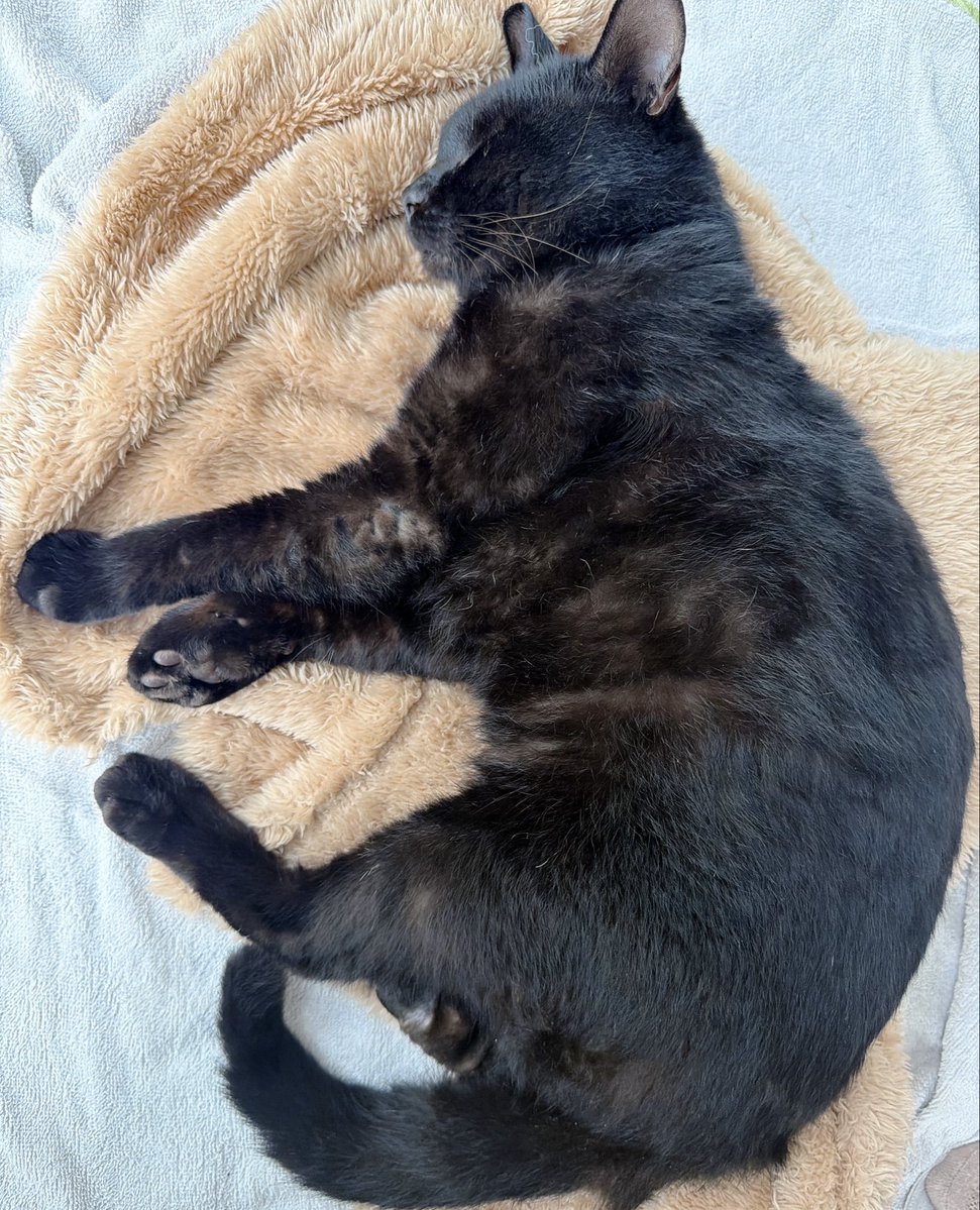 トモレモン tweet media