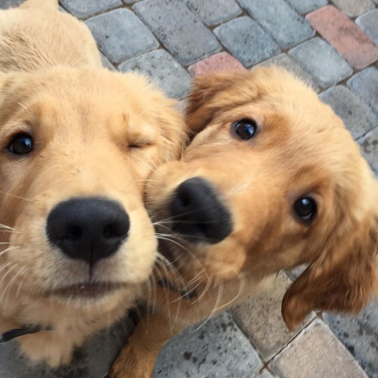 Dogs all the way tweet media