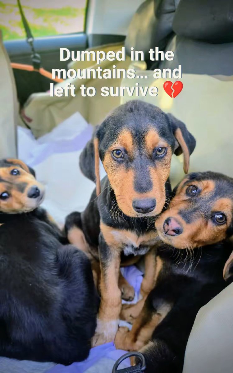 Greek Animal Rescue tweet media