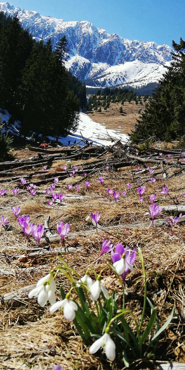 Dragoș Ionescu tweet media