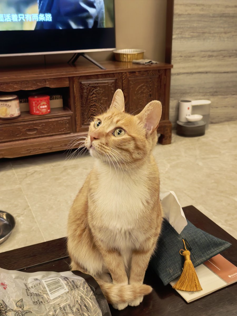 helen_imon's tweet photo. "Your fur baby doesn’t need grand plans—just your presence.  #PetLove #PawParent" https://t.co/oF4PUtW75c