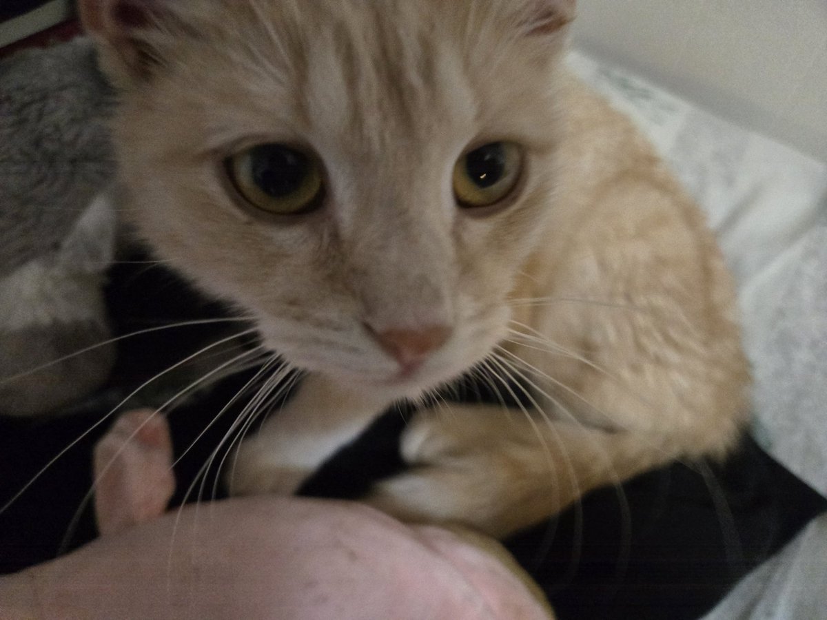 Scaredshitless tweet media