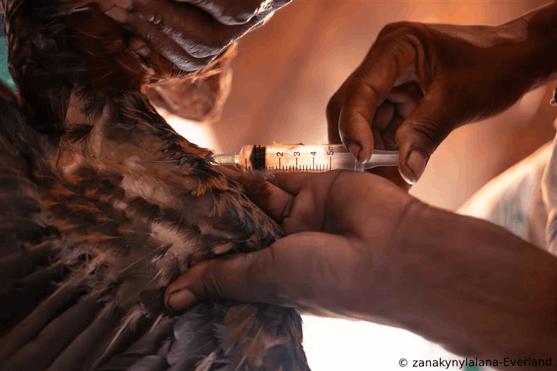 WCS_Mada's tweet photo. #Poultryfarming in Madagascar is vital, but diseases can wipe out flocks fast. #Vaccination is a key solution to protect poultry and ensure #foodsecurity. 
👉 Read more: https://t.co/pPXYp4kMR2 https://t.co/0UaFJySYR7