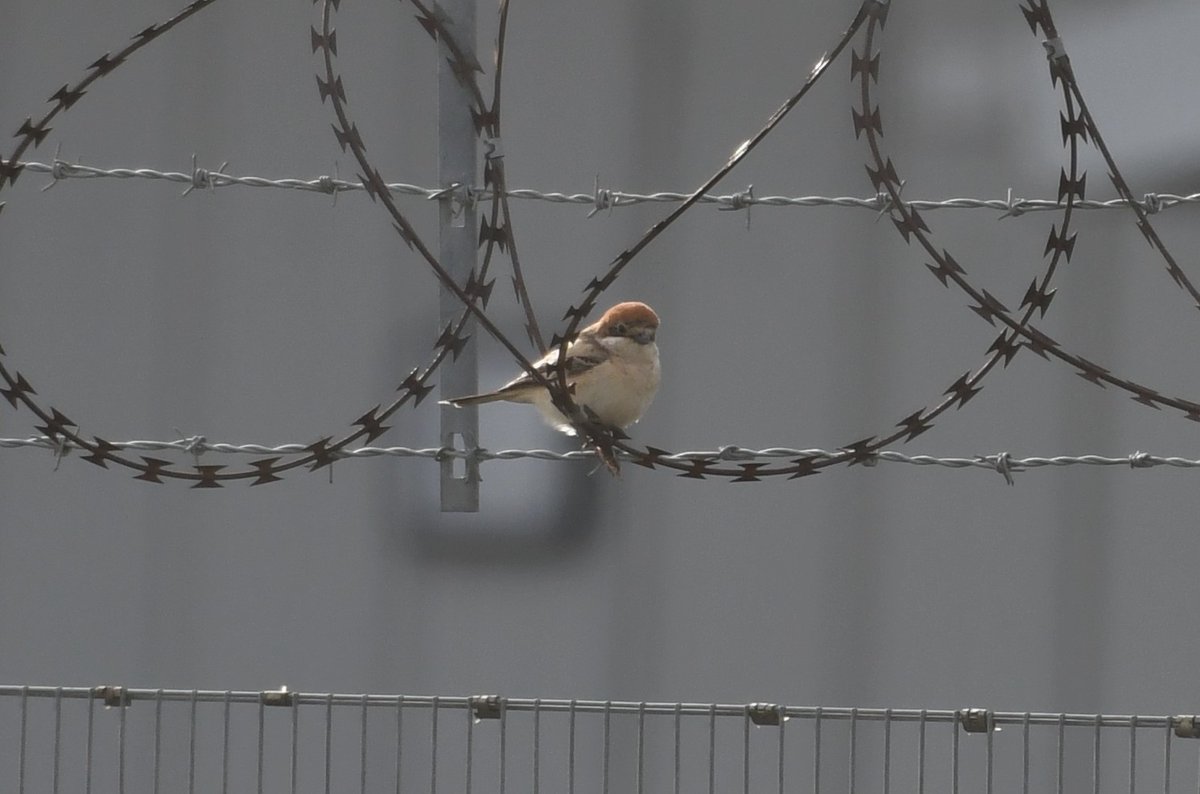 DaveMo57's tweet photo. Finally got round to the very distant photos, I took of the excellent Woodchat Shrike found by @PaulHawky on March 29th at a private no access site. A UK tick for me after missing the Barking bird many years ago. https://t.co/IulSQ2MJGu