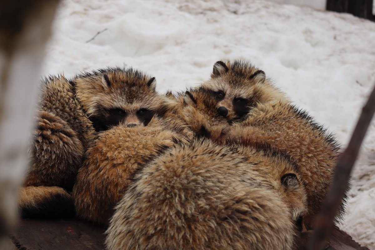 たぬさわ tweet media