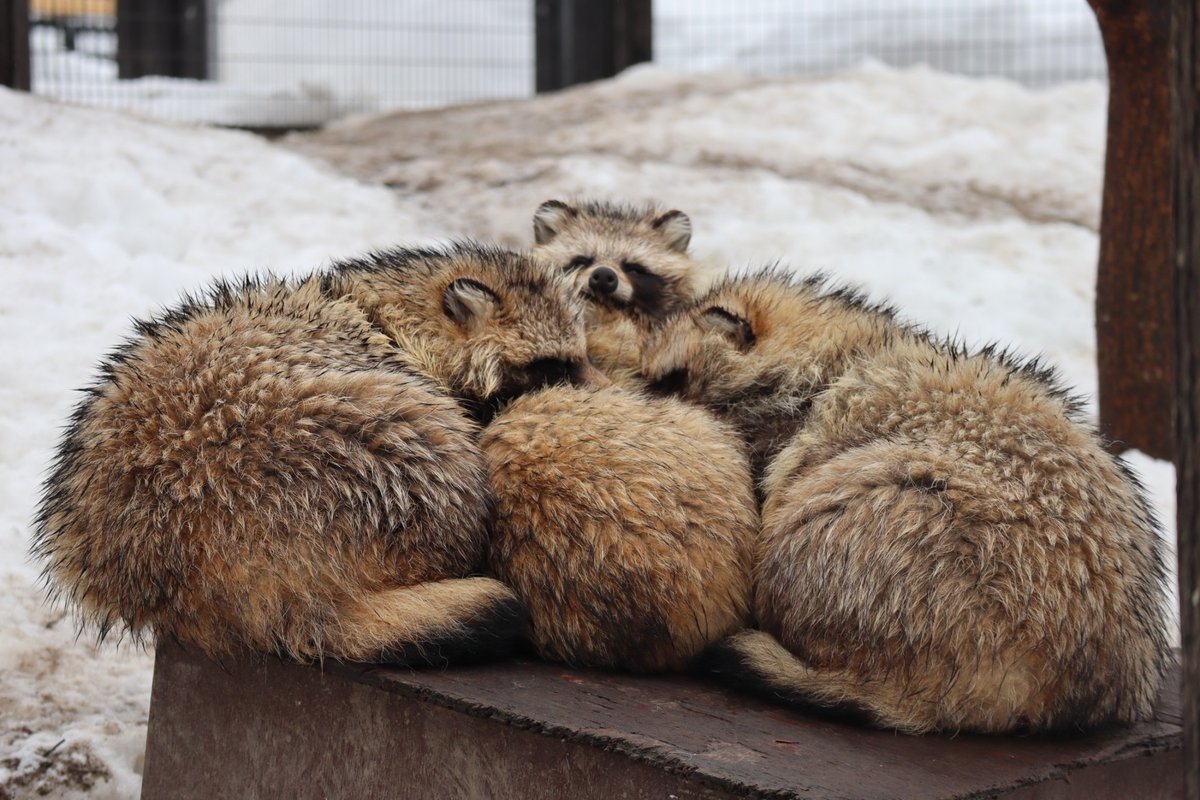 たぬさわ tweet media