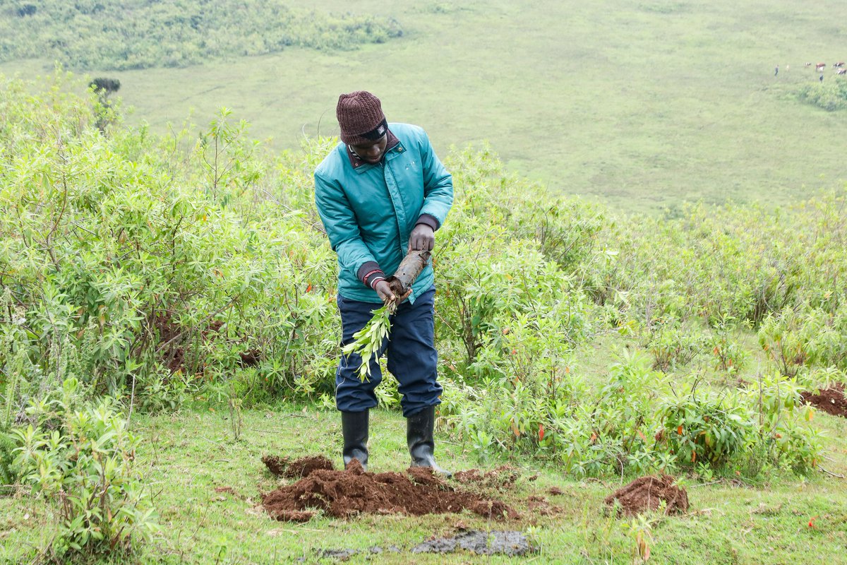 MauForestComplex_iclip tweet media