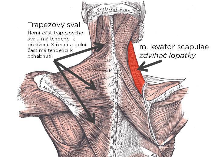 LaKu bodybuilder tweet media
