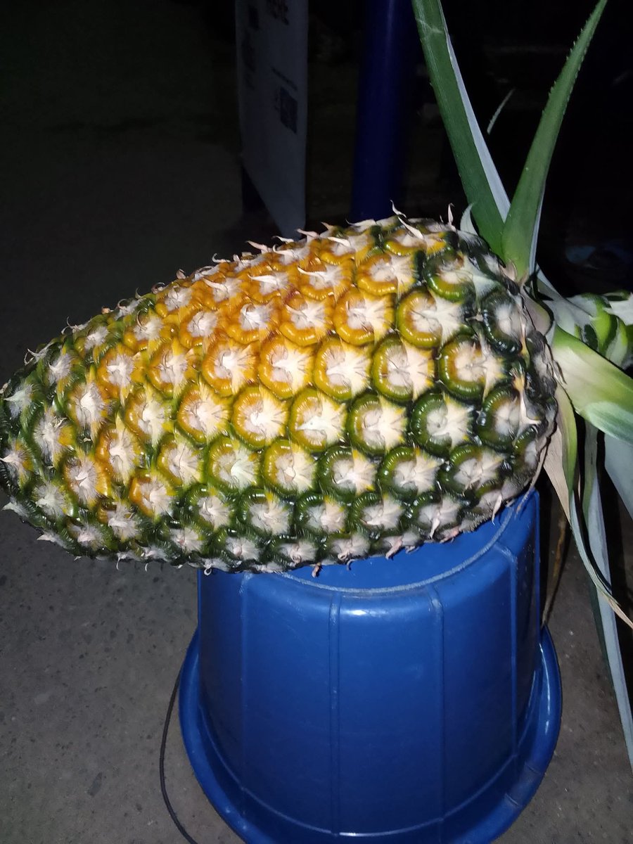 bib new edition tweet media