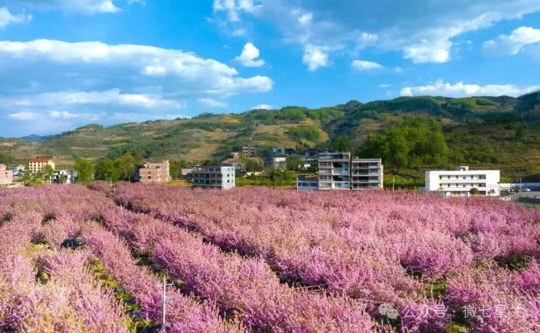 ThisisBijie's tweet photo. Discover Bijie's spring palette and find surprises in every hue. Ready for a #ColorWalk that will fill your soul with joy and wonder? What colors are you hoping to find? #VisitBijie #SpringTravel 🌺🌼 https://t.co/jZ8kCTwHXT