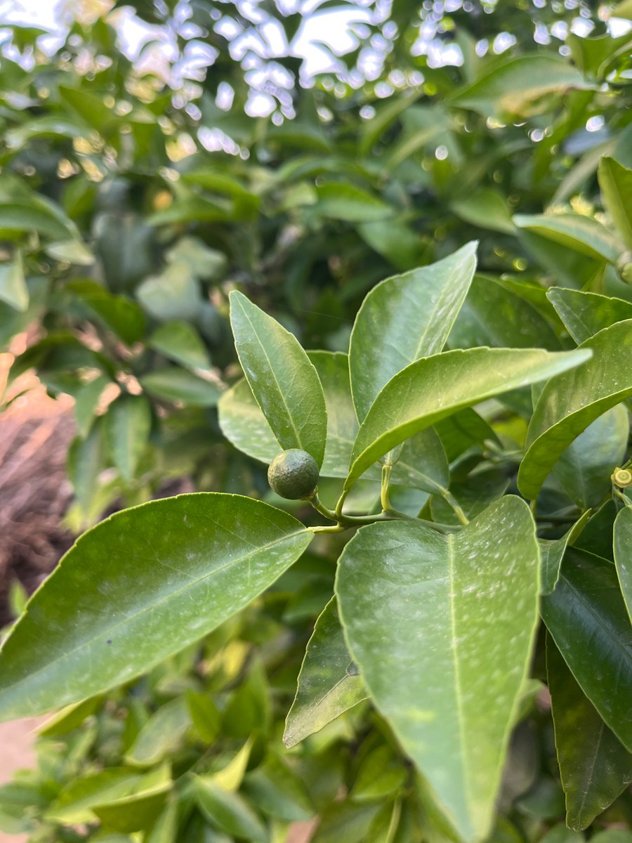 ਅ ਮ ਨ™ (ਦੇਸੂ ਆਲਾ)🏴‍☠️ tweet media